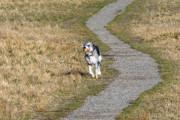 Naklejka na ściany i meble Happy black and white dog with a ball running in a dry grass field in an off-leash dog park on a sunny fall day 