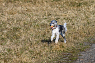 Fototapeta premium Happy black and white dog with a ball running in a dry grass field in an off-leash dog park on a sunny fall day 