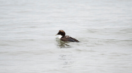Common Eider