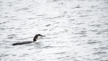 Common Loon