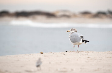 Herring Gull