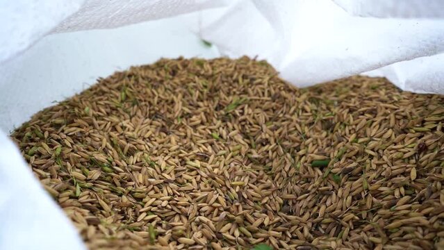 ORYZA SATIVA. the harvest of rice in sack containers.