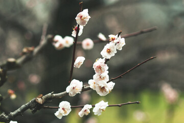 Japanese Cherry Blossom
