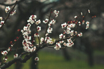 Cherry Blossom