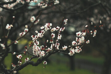 Cherry Blossom Close-up