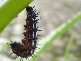 a caterpillar is doing metamorphosis process