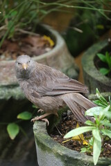 Jungle Babbler - Seven Sisters bird in garden in Sri Lanka