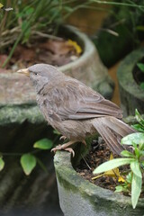 Jungle Babbler - Seven Sisters bird in garden in Sri Lanka