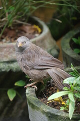 Jungle Babbler - Seven Sisters bird in garden in Sri Lanka