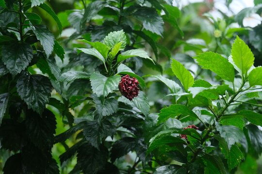 Shoe flower (wada mal) in tree with rainy weather