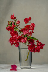 Branch of bougainvillea in a clear glass vase filled with water. Close-up view showcasing the vibrant pink flowers and green leaves against a neutral background. Ideal for florists, gardeners, and as 