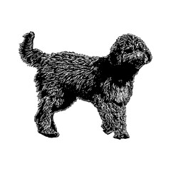 Irish Doodle hand drawing vector illustration isolated on background.