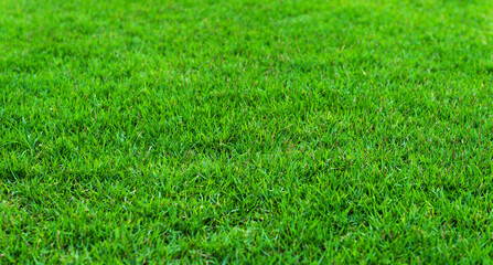 Top view green grass soccer field for background