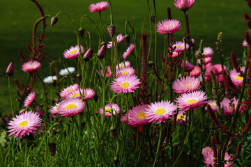 Fototapeta premium pink and white flowers paper daisies growing in a green grass meadow