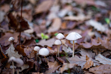 White small forest mushrooms