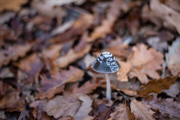 Coprinus comatus, Coprinus comatus mushroom, 