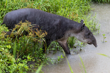 Ein Tapir quert einen Bach in der Seitenansicht im Corcovado Nationalpark in Costa Rica