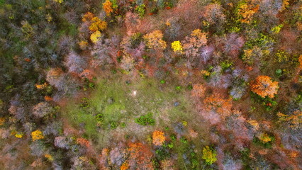 Obraz na płótnie Canvas Autumn Bird's Eye : A Majestic View of Yellow Trees Blanketing the Mountainous Forest