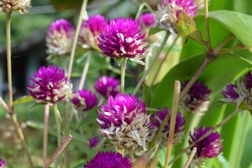 Fototapeta premium Megamendung, Bogor, Indonesia – October 30, 2022: Gomphrena Globosa, Commonly Known As Globe Amaranth, With Selected Focus.
