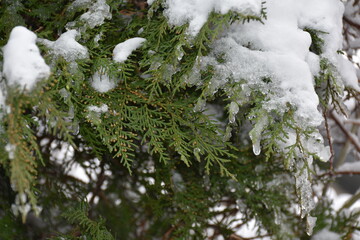 snow covered pine tree
