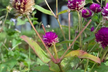 Fototapeta premium Megamendung, Bogor, Indonesia – October 30, 2022: Gomphrena Globosa, Commonly Known As Globe Amaranth, With Selected Focus.