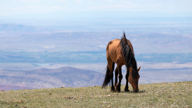 Dun Buckskin wild horse stallion grazing high above the Bighorn Canyon in the Pryor Mountains wild horse range in Wyoming United States