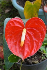 Megamendung, Bogor, Indonesia &ndash; October 30, 2022: Anthurium General Common Names Include Tailflower, Flamingo Flower, And Laceleaf, With Selected Focus.