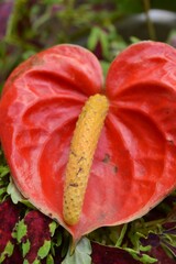 Megamendung, Bogor, Indonesia – October 30, 2022: Anthurium General Common Names Include Tailflower, Flamingo Flower, And Laceleaf, With Selected Focus.