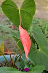 Megamendung, Bogor, Indonesia – October 30, 2022: Anthurium General Common Names Include Tailflower, Flamingo Flower, And Laceleaf, With Selected Focus.