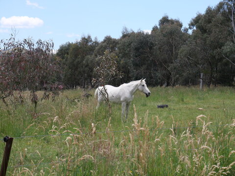 Paint horse, stock horse and nature.