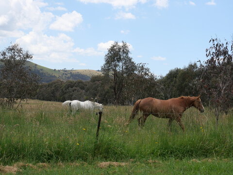 Paint horse, stock horse and nature.