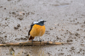 Close up of a daurian redstart in a colorful tree