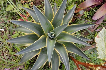 Megamendung, Bogor, Indonesia – October 30, 2022: Agave Now Includes Species Formerly Placed In A Number Of Other Genera, Such As Manfreda, ×Mangave, Polianthes And Prochnyanthes.