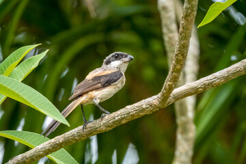 Close-up of a Long-tailed shrike sitting on a branch