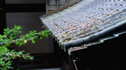 伝統家屋の屋根と落葉
