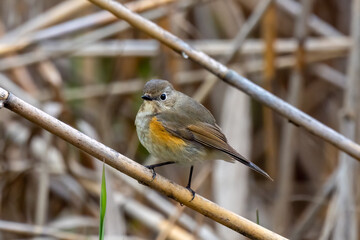 Close up of a daurian redstart in a colorful tree