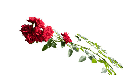 Beautiful single red rose isolated on white background with clipping path.