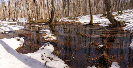 Melting snow in a beautiful forest.