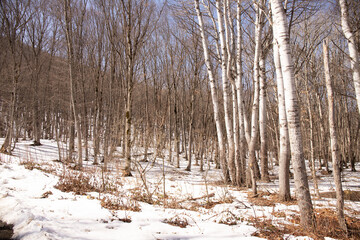White snow in a beautiful forest.
