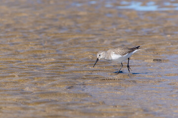 Dunlin (Calidris alpina) standing in the shallow water searching for food.