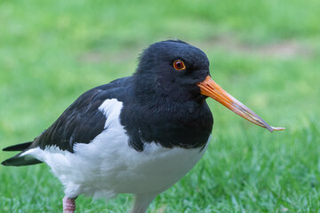 Eurasian oystercatcher (Haematopus ostralegus) or common pied oystercatcher, or palaearctic oystercatcher stands in grass close up