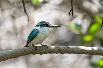 Arabian collared kingfisher (Todiramphus chloris kalbaensis) or white-collared kingfisher or mangrove kingfisher close up in Kalba, United Arab Emirates.