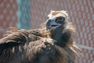 A cinereous vulture (Aegypius monachus) close up showing feathers and beak. Also called black vulture, monk vulture, or Eurasian black vulture.