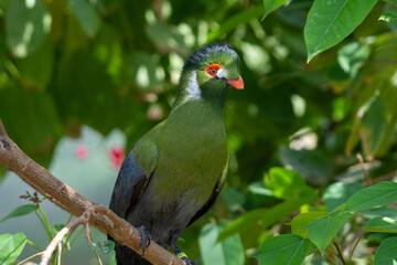 A white-cheeked turaco (Menelikornis leucotis) perched in a tree in the rainforest.