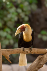 Blyth's hornbill (Rhyticeros plicatus), also known as the Papuan hornbill perched in a tree close up.