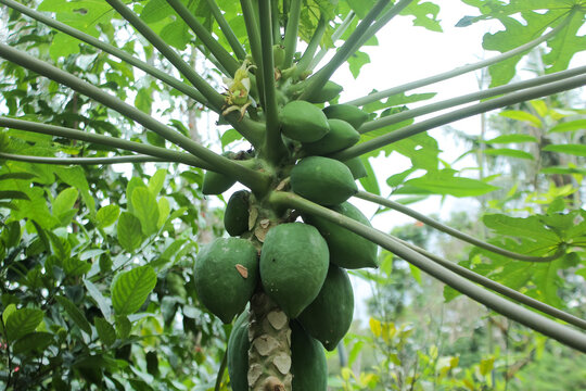 Papaya fruit, papaya tree, taken from angle close-up