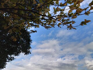blue sky and clouds and leaves