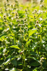 fresh basil in the garden