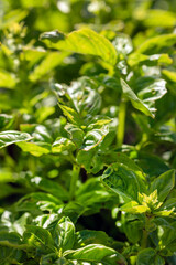 fresh basil in the garden