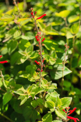 Pineapple sage Ananas red flowers - Latin name - Salvia elegans Ananas